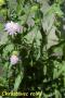 chrastavec roln�