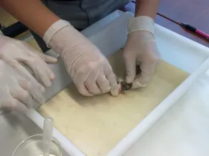 laboratorní práce z biologie