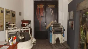 sklizeň kakaových lusků