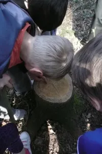 zjišťujeme stáří stromu