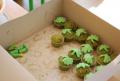 green cup cakes