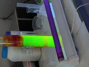 fluorescein