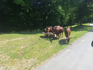 projížďka po safari