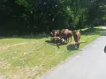 projížďka po safari