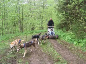 Jako na Aljašce