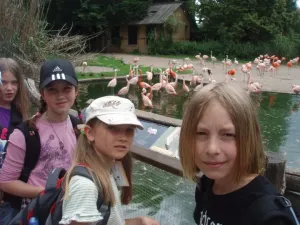 Plameňáci purpuroví