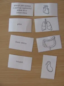 Přiřazovali orgánům jejich funkce.