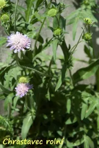 chrastavec rolní